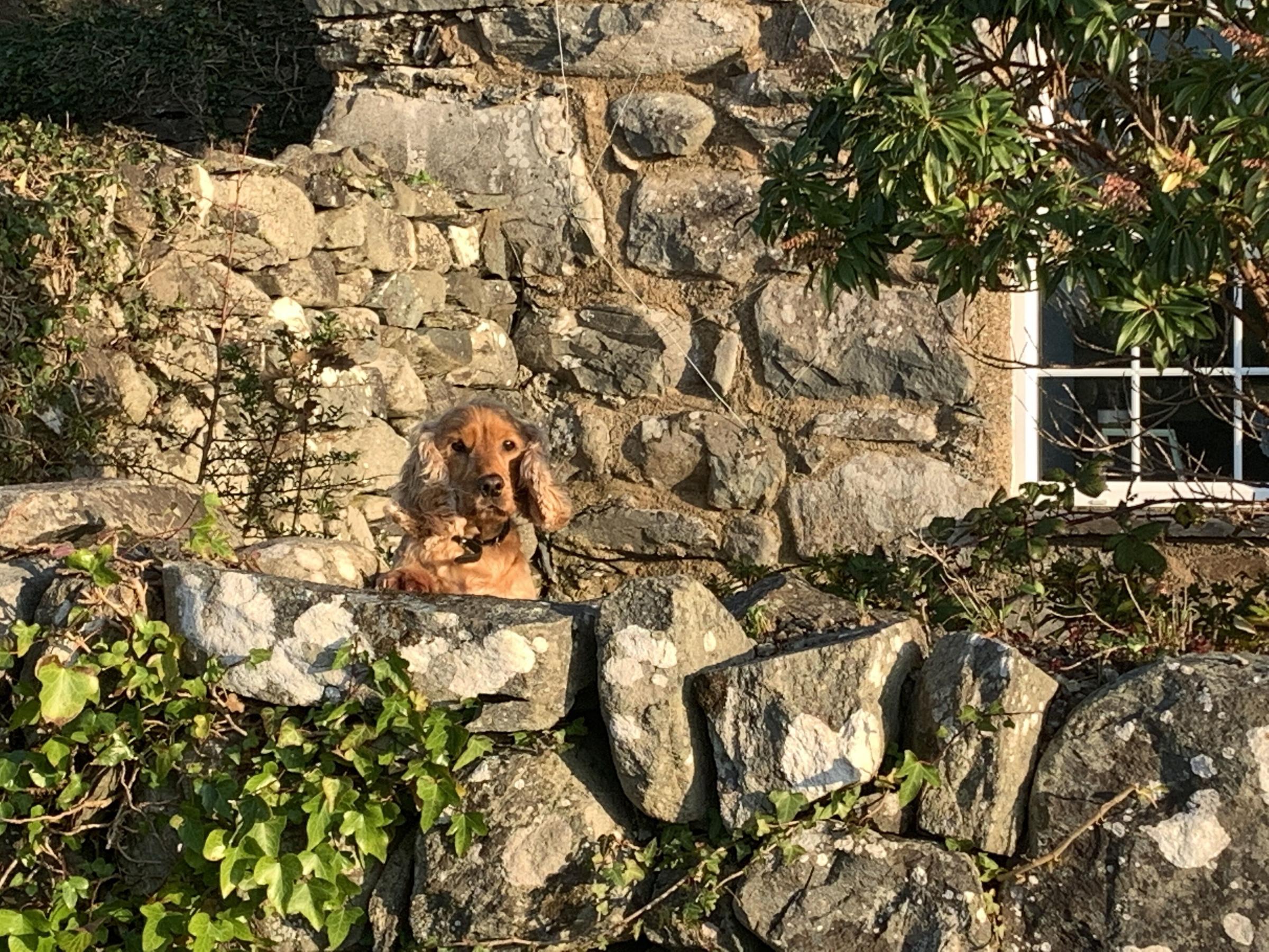 Pet Friendly Amazing 3-Bed Cottage in Llanfair with Ocean Views