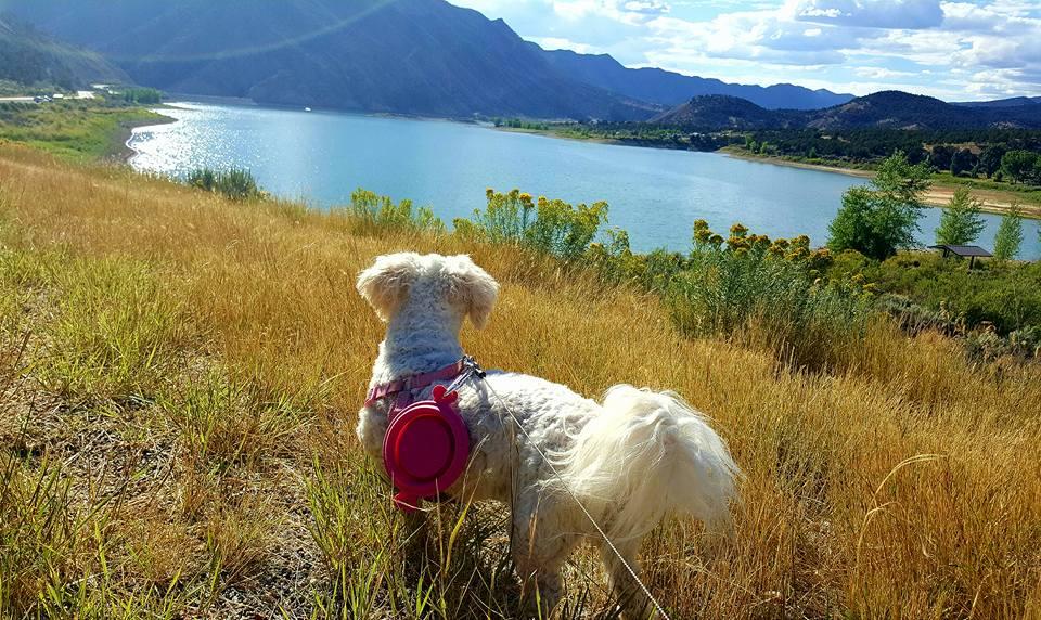 Rifle Falls Campground Pet Policy