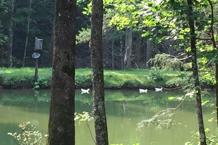 Pet Friendly Duck Pond Mountain Retreat