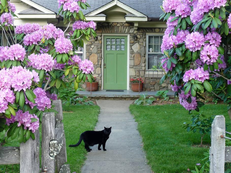 Pet Friendly Candler Airbnb Rentals