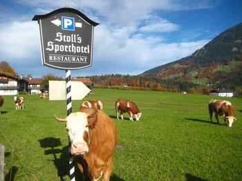 Stoll S Sporthotel Pet Policy