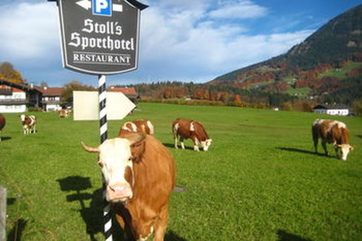 Stoll S Sporthotel Pet Policy
