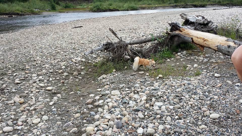 Pet Friendly Campgrounds In North Branford Ct Bringfido