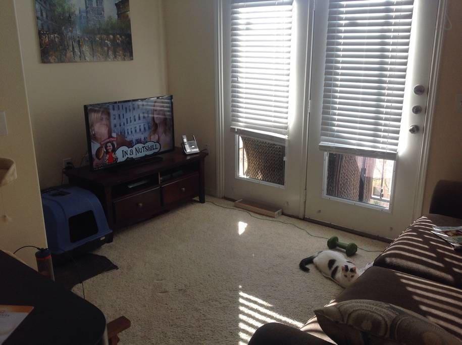 Fort Worth Airbnb Rentals Pet Policy