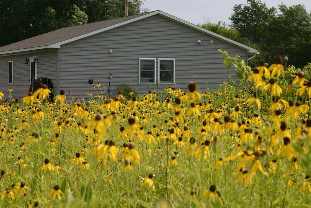 Clarksville Airbnb Rentals Pet Policy