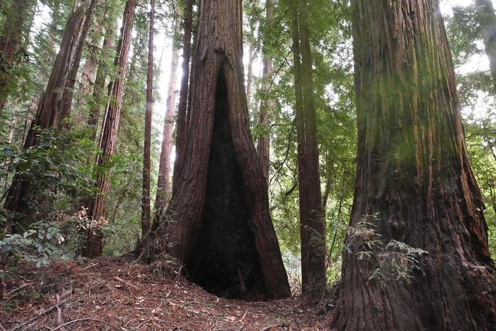 Pet Friendly Henry Cowell State Park Campground