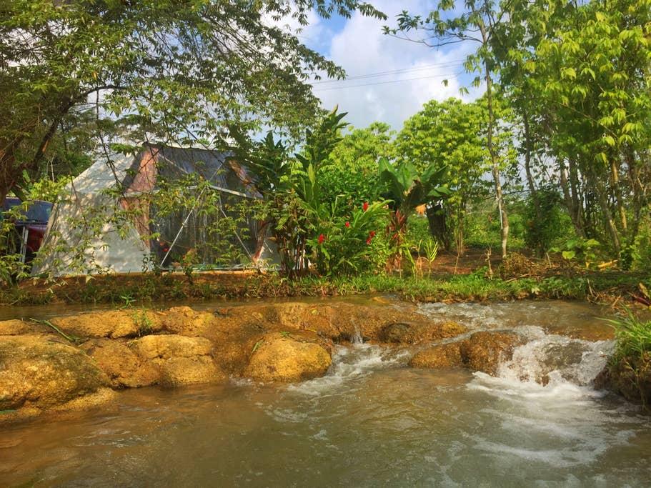 Pet Friendly Frontera Corozal Airbnb Rentals