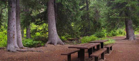 Picture of Cottonwood Group Campsite, a pet friendly campground in Afton, WY. Picture of Cottonwood Group Campsite, a pet friendly campground in Afton, WY.