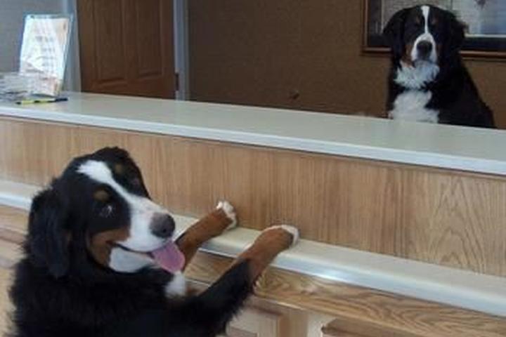 Pet Friendly Hotels In Fredericksburg Va Bringfido