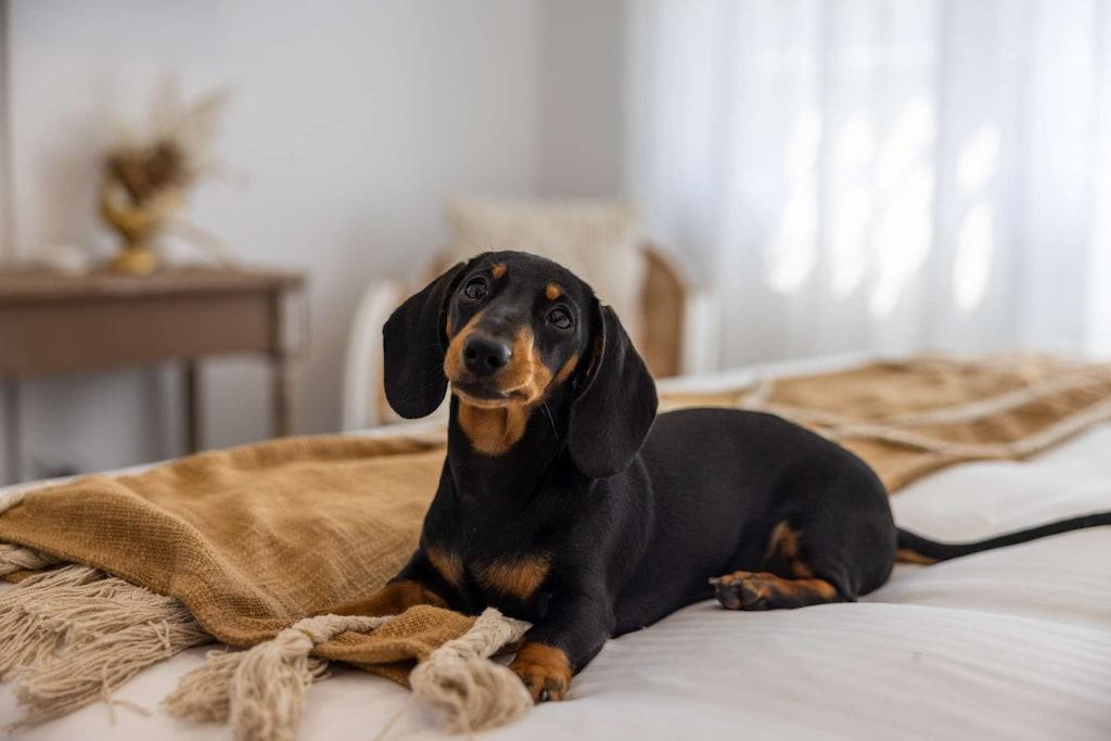 Harbour holidays for dogs 2025