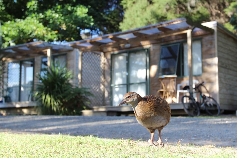 Pet Friendly Russell-Orongo Bay Holiday Park