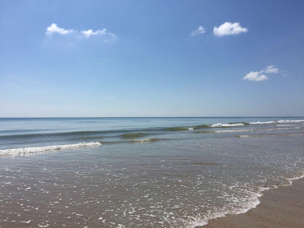 Ocean Walk Nsb Pet Policy