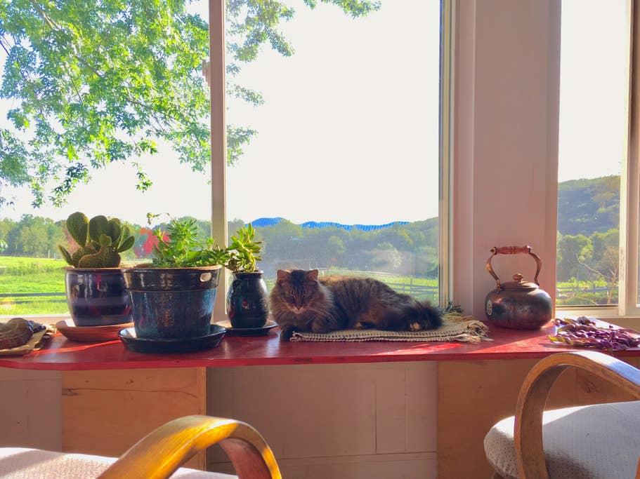 Pet Friendly Shutesbury Airbnb Rentals