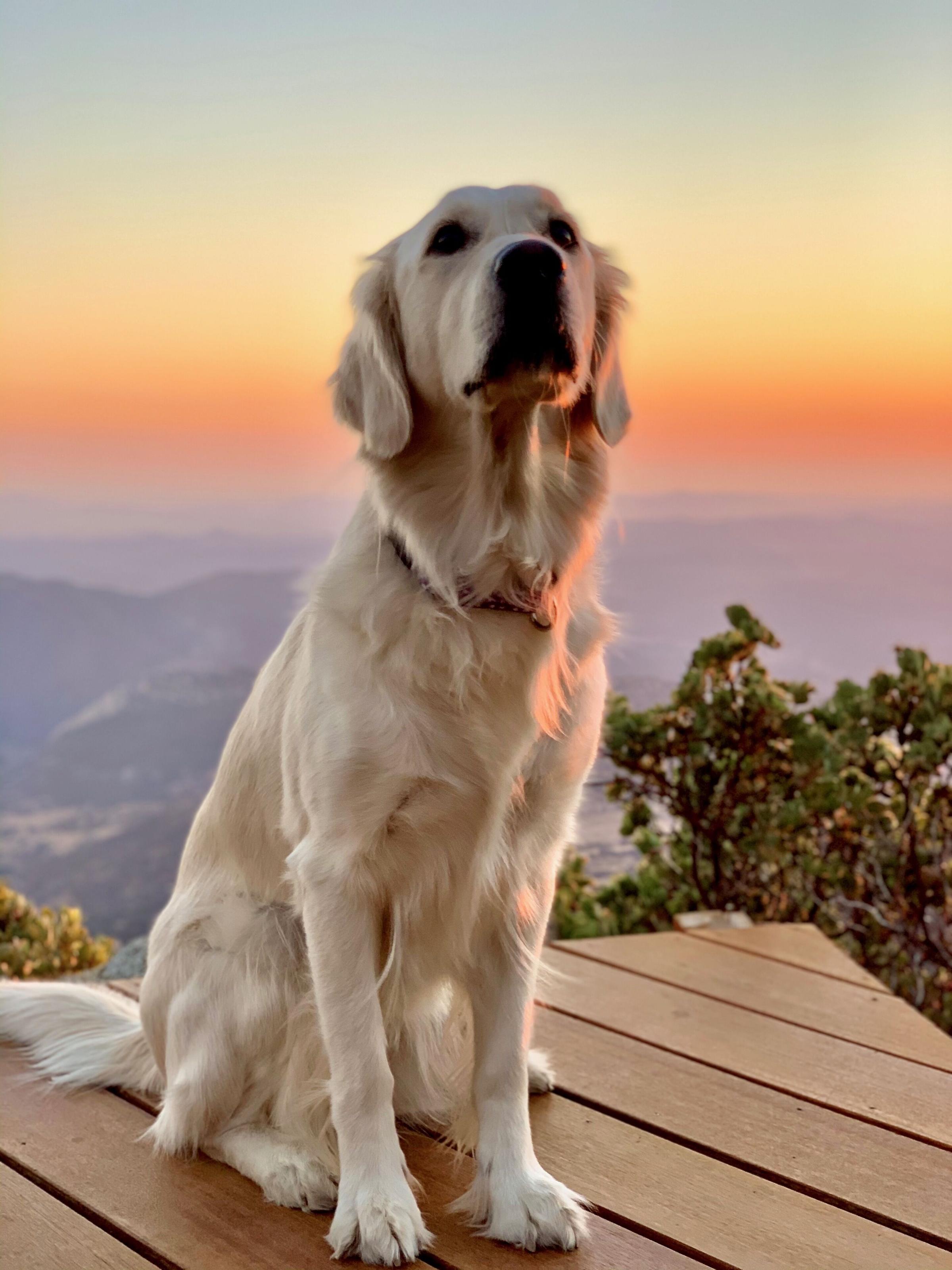 Pet Friendly Crestline Cabin