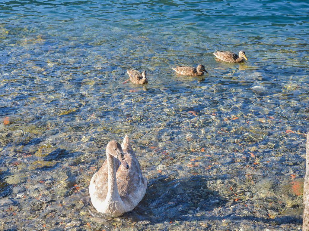 Bellagio Villas Norma Pet Policy