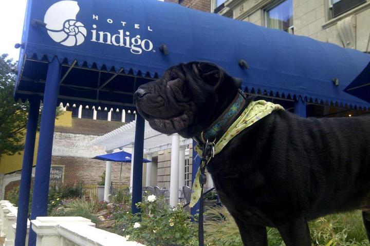 Pet Friendly Hotel Indigo Atlanta Midtown