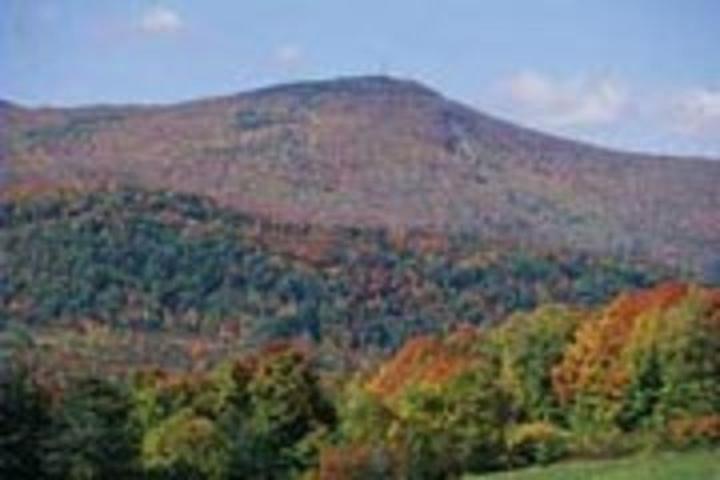 Pet Friendly Mt. Greylock State Reservation Campground