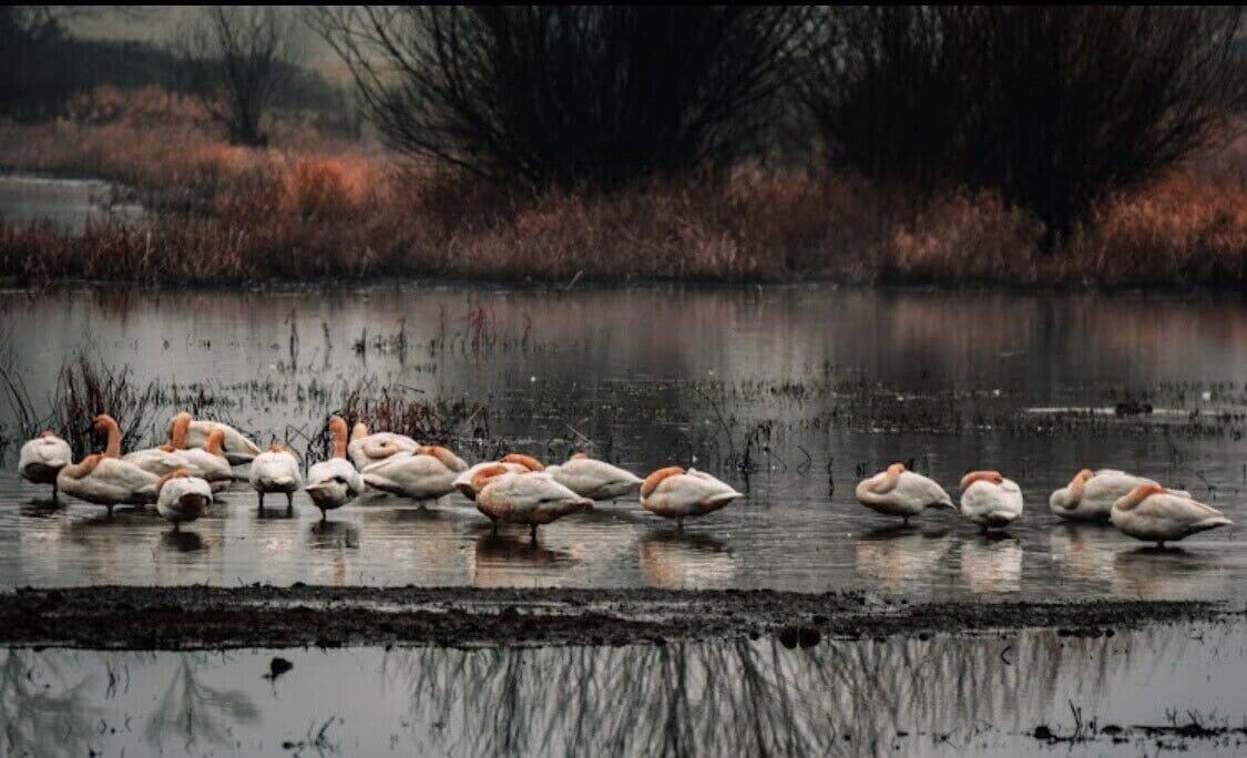 Pet Friendly Flora Fauna Refuge Cottage by Wildlife Refuge