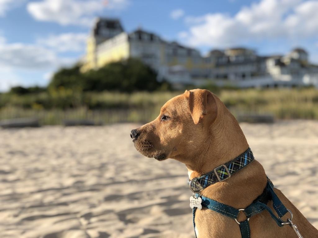 20 Wilcox Garden Suite Pet Policy