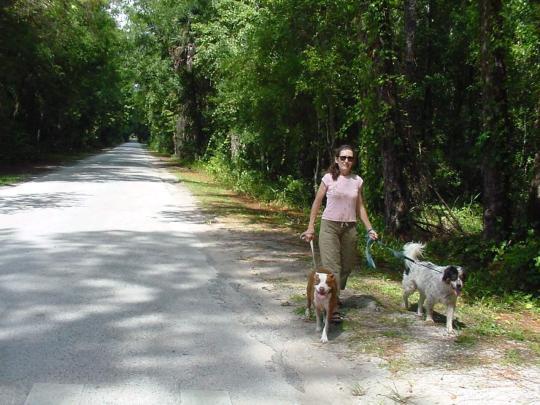 are dogs allowed at hammock state park