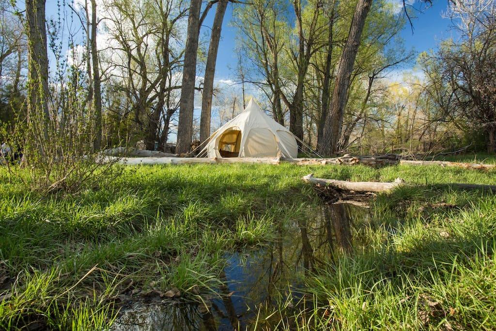 Buena Vista Airbnb Rentals Pet Policy