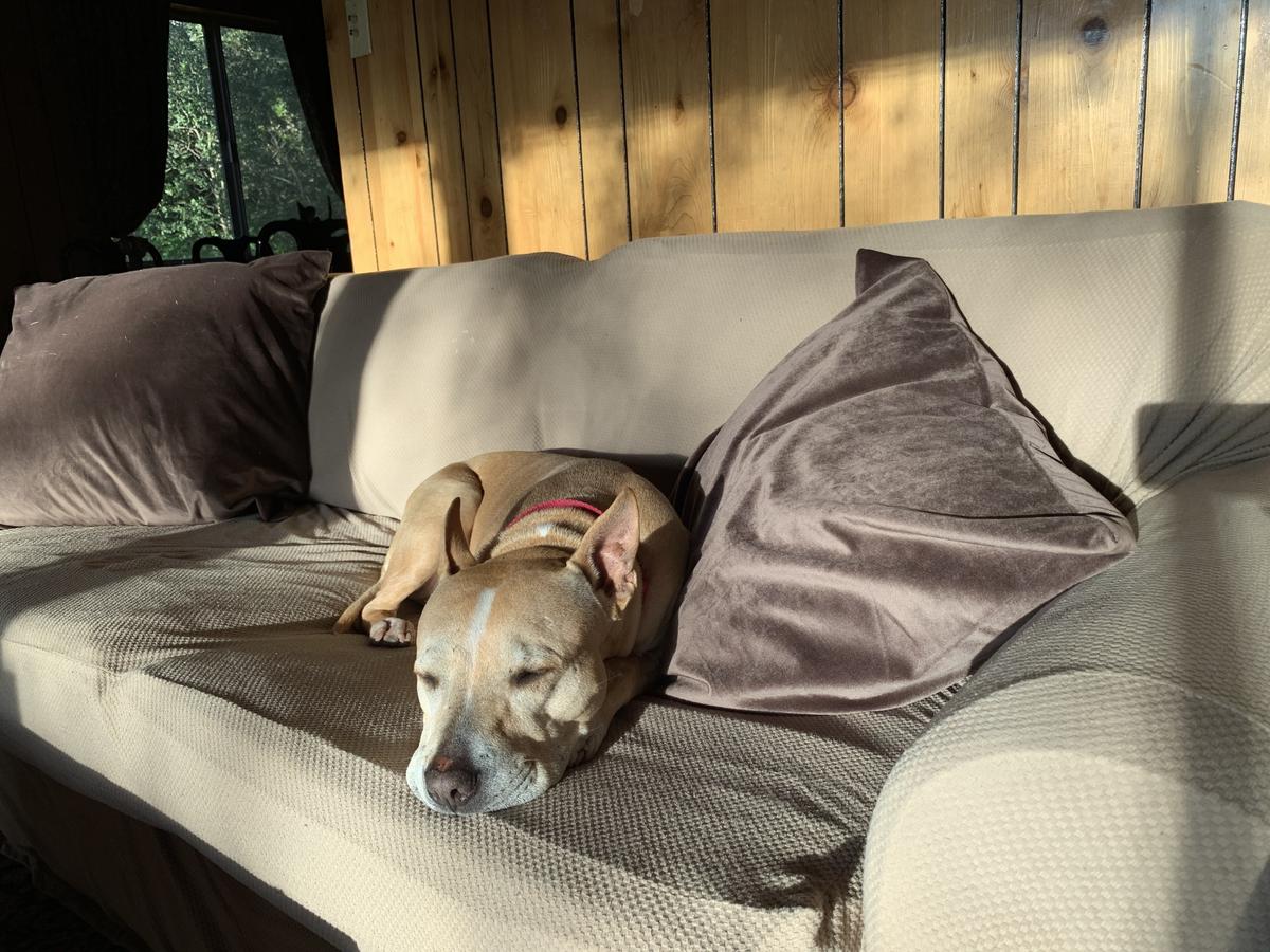 Cedar creek dog beds discount
