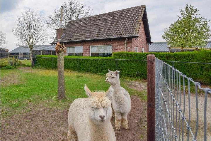 Pet Friendly Charming House on an Alpaca Farm