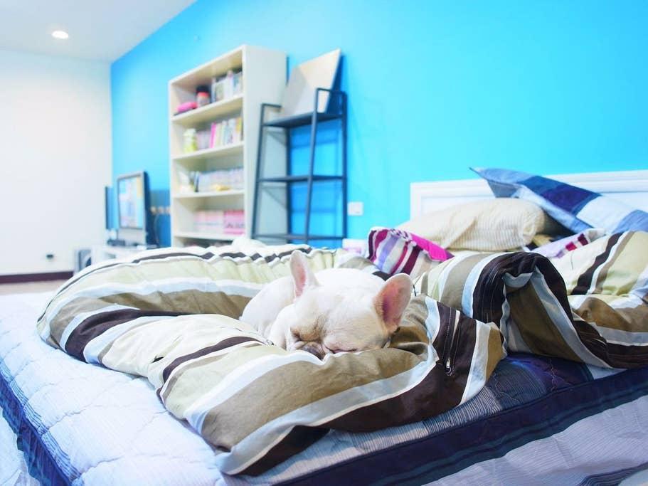Pet Friendly Taoyuan Airbnb Rentals