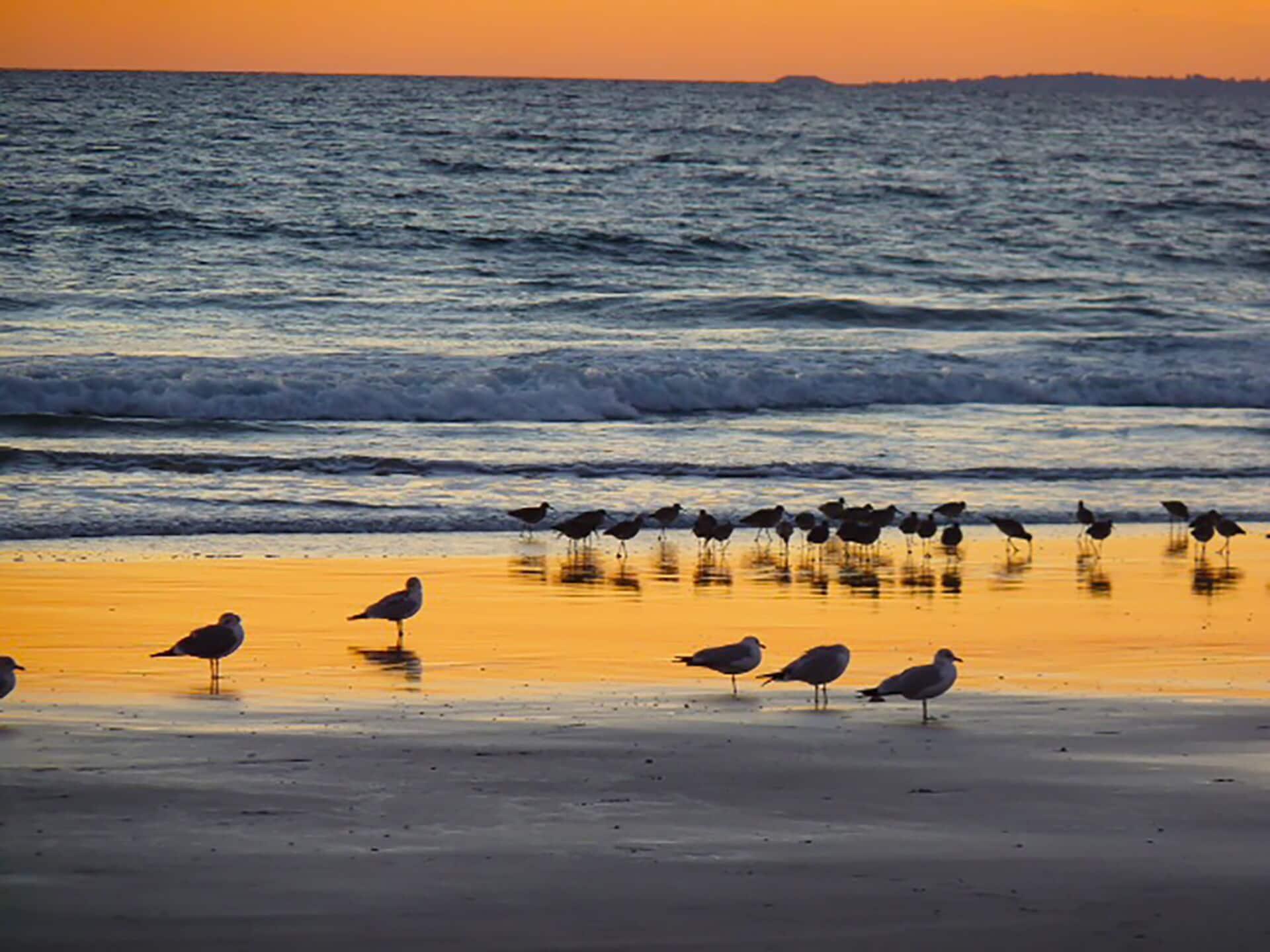 Pet Friendly The Walter Beach House
