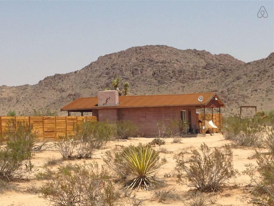 joshua tree permite perros