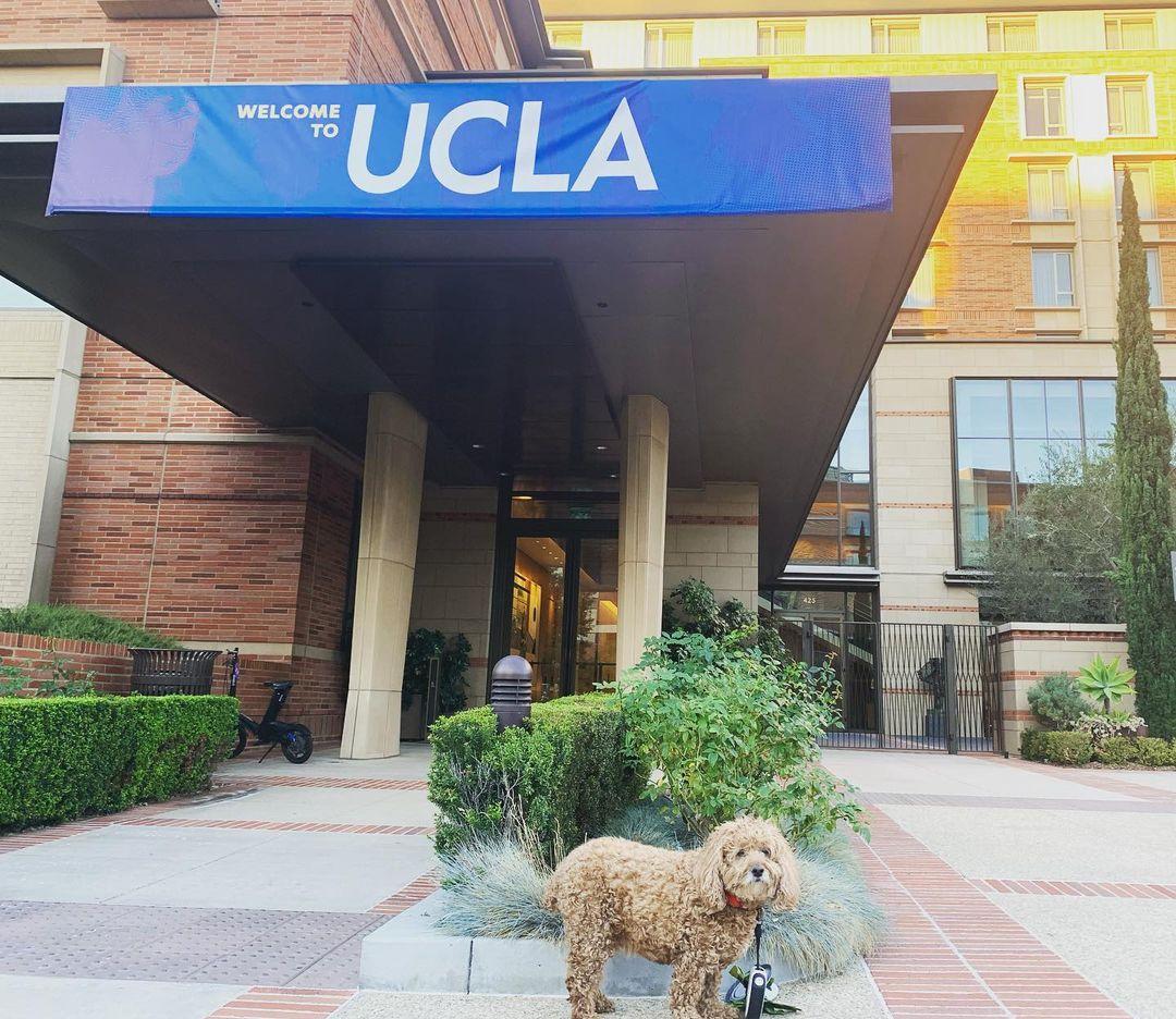 The Best Pet-Friendly Hotels In Los Angeles - Forbes Vetted