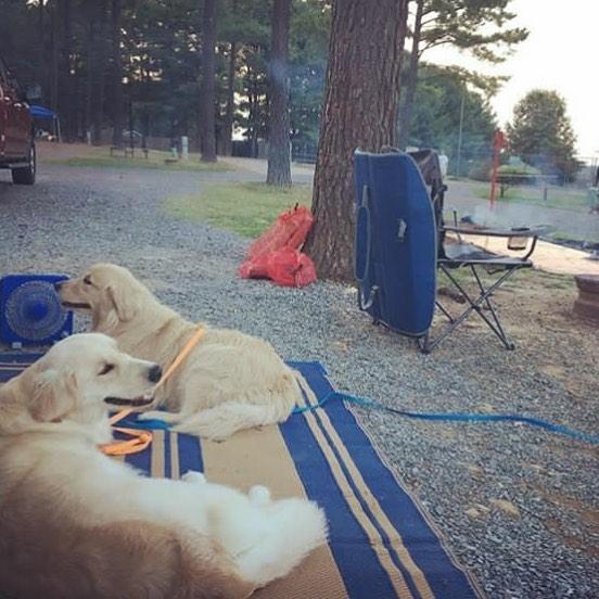 Yogi Bear's Jellystone Park Luray Pet Policy