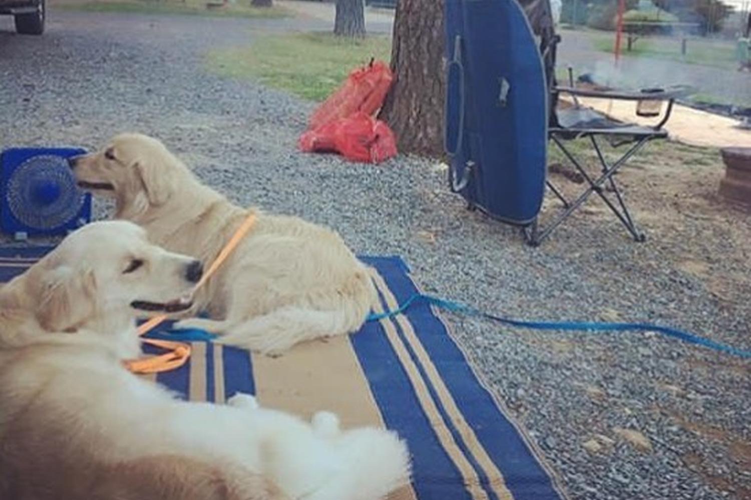 Yogi Bear's Jellystone Park Luray Pet Policy