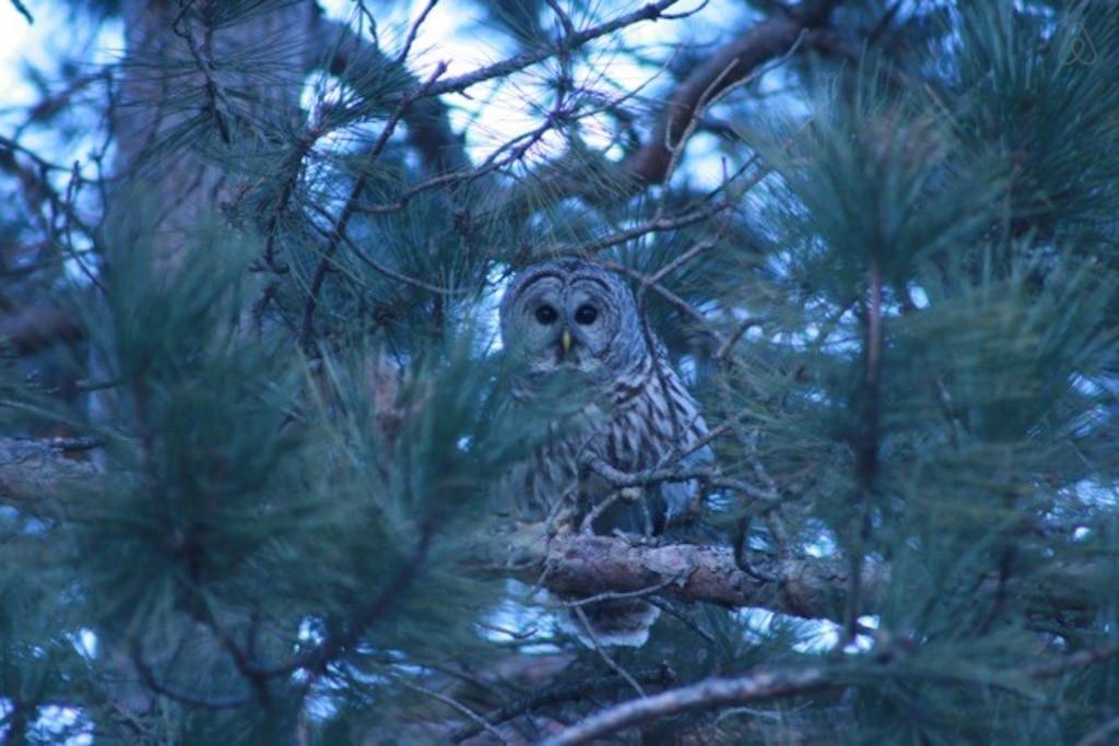Saint Cloud Airbnb Rentals Pet Policy