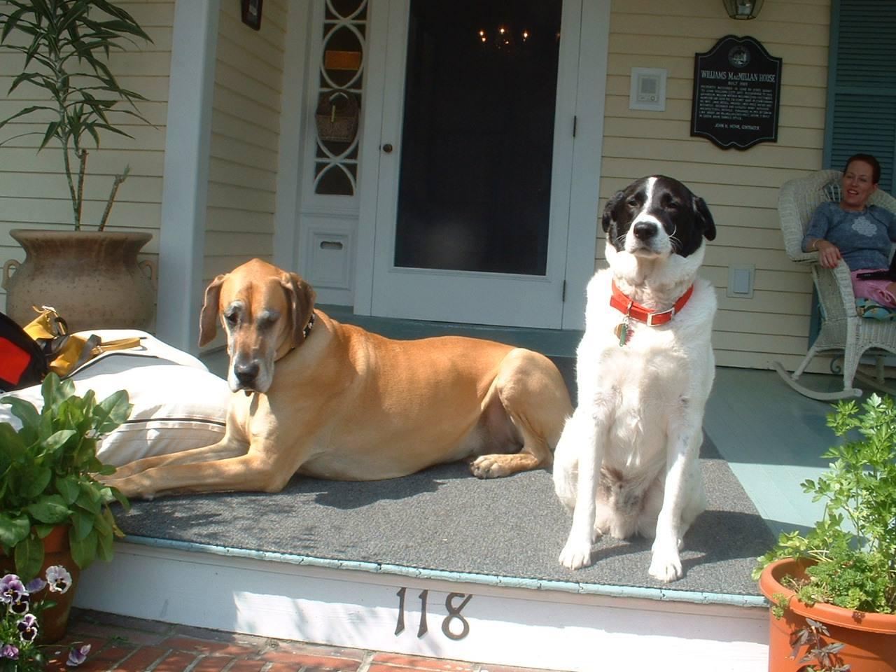 Camellia Cottage Bed Breakfast Pet Policy