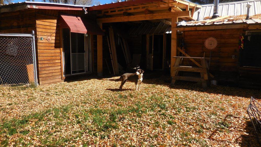 Elkhorn Lodge Chama Pet Policy