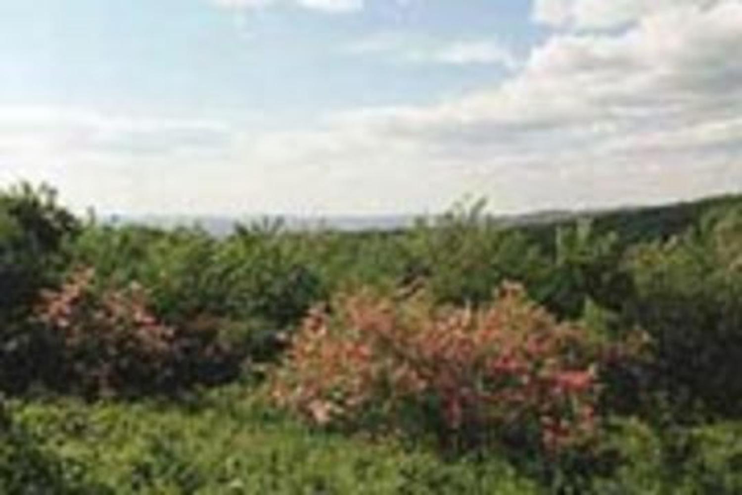 Pittsfield State Forest Azaleas