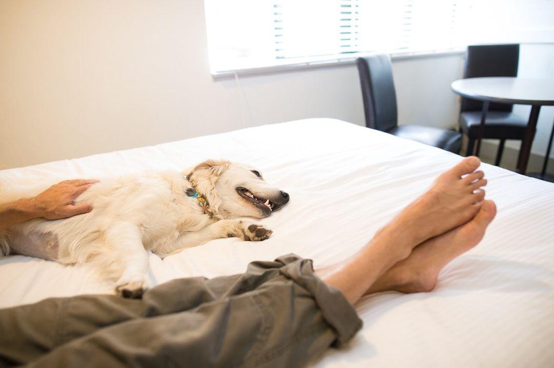 Pet Friendly Hotels in Olympic Valley, CA - BringFido
