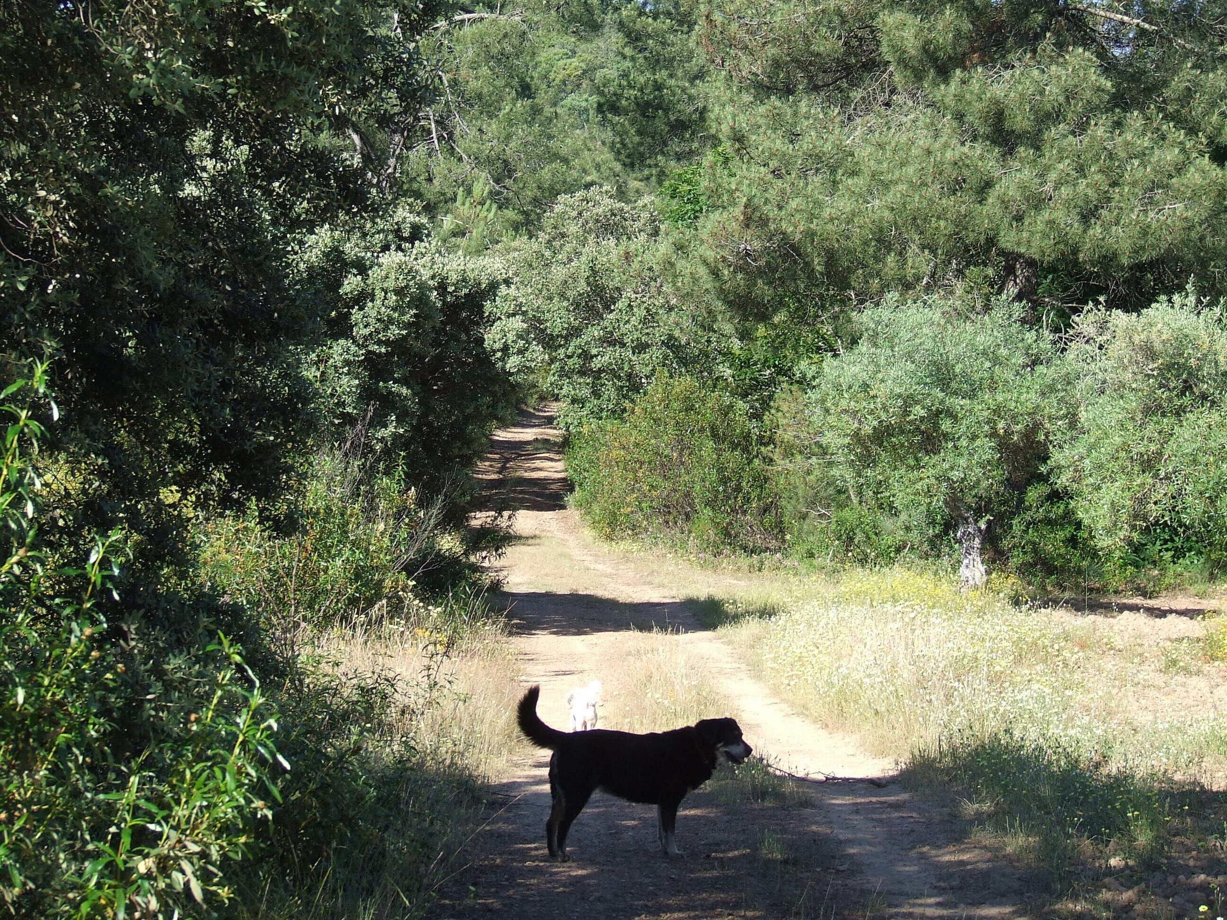 Pet Friendly Finca El Chorrillo Studio