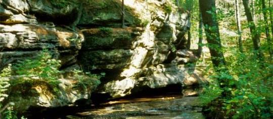 Black River State Forest Campground Pet Policy