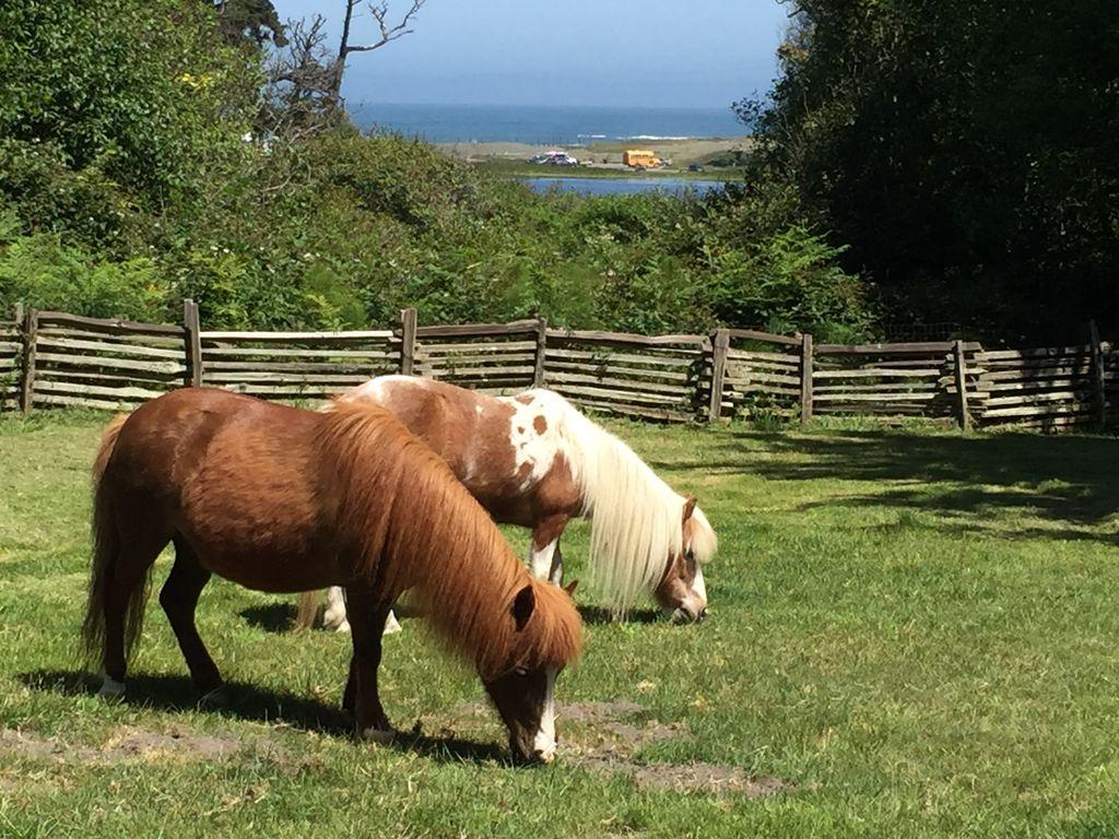 Pet Friendly Vacation Rentals In Fort Bragg Ca Bringfido