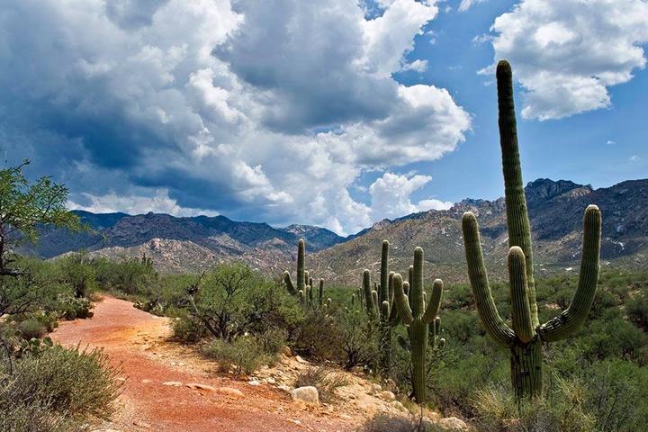 Pet Friendly Catalina State Park Campground