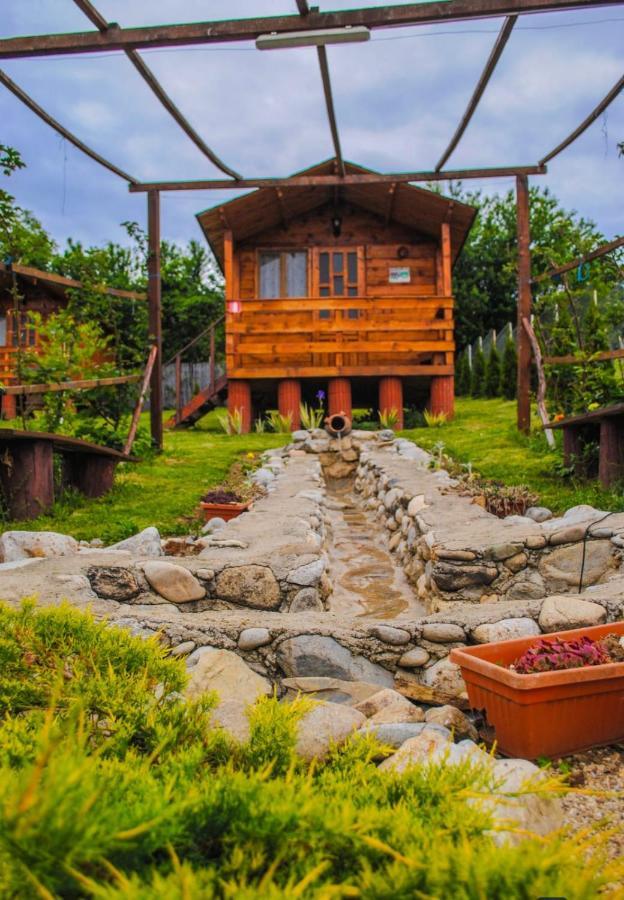 Pet Friendly Hotels in Motru, RO BringFido