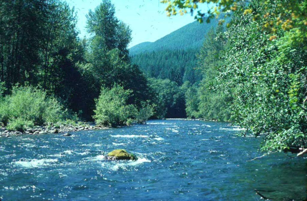 Pet Friendly Vacation Rentals In Forks Wa Bringfido