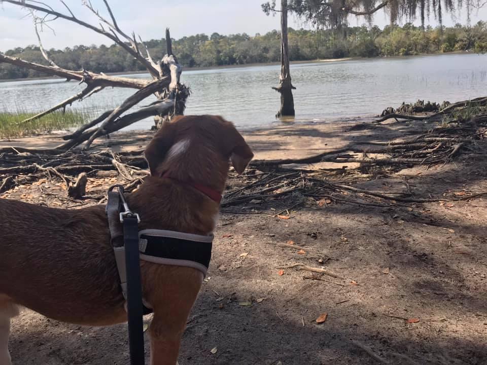 Pet Friendly Skidaway Island State Park Campground