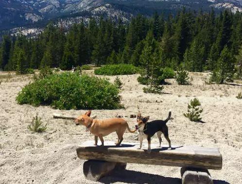 Pet Friendly Vacation Rentals In Mammoth Lakes Ca Bringfido