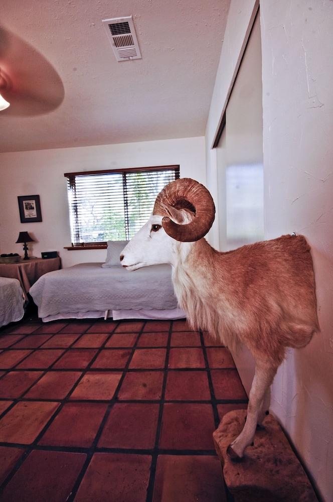 Pet Friendly Lake Travis Hill Country 