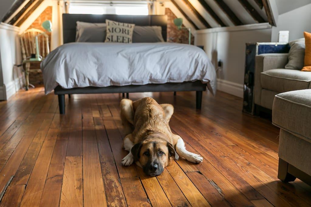 Pet Friendly Vacation Rentals In Louisville Ky Bringfido