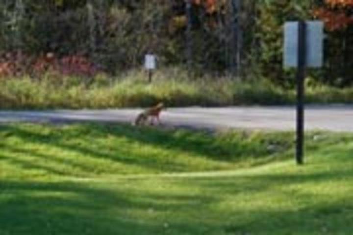 Pet Friendly Big Bay State Park Campground