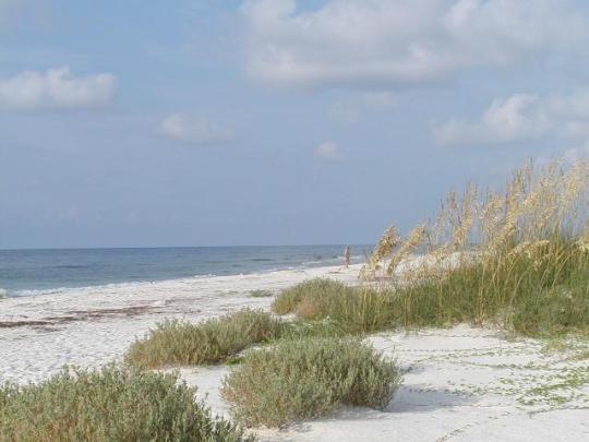 Pet Friendly St. George Island State Park Campground